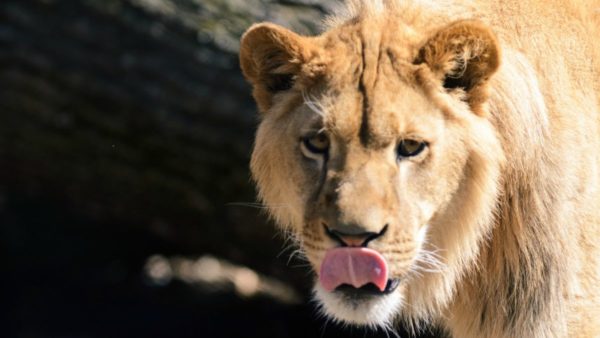 African lion licking lips