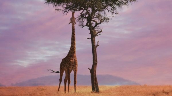 A Kenyan giraffe eating from a lone tree