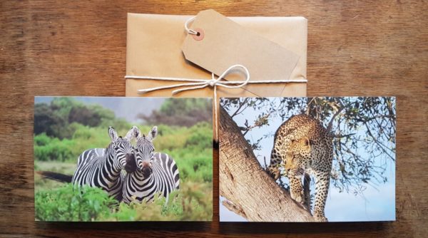 Zebra and Leopard greetings cards
