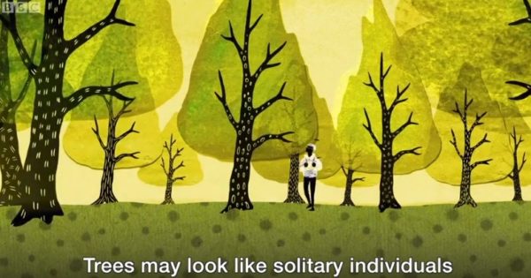 BBC tree video