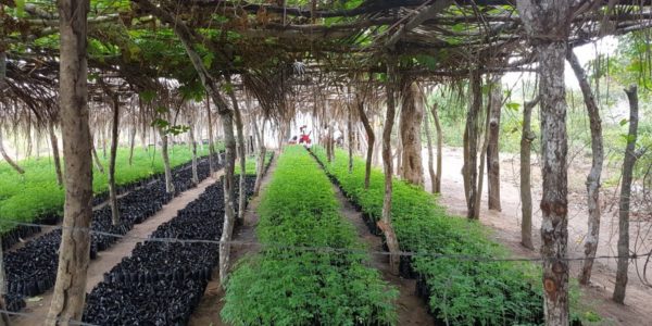 110,000 new saplings at the Boré main nursery