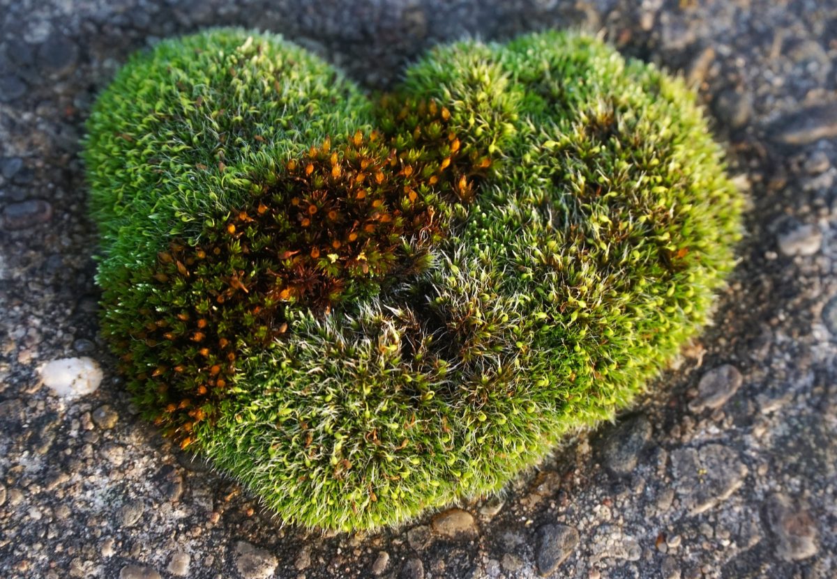 Heart shaped moss