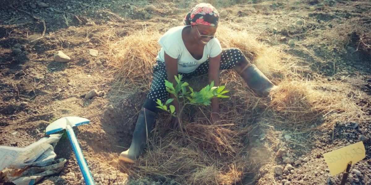 Eva planting
