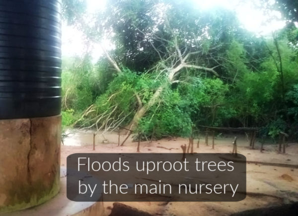 Floods uproot trees by the main nursery