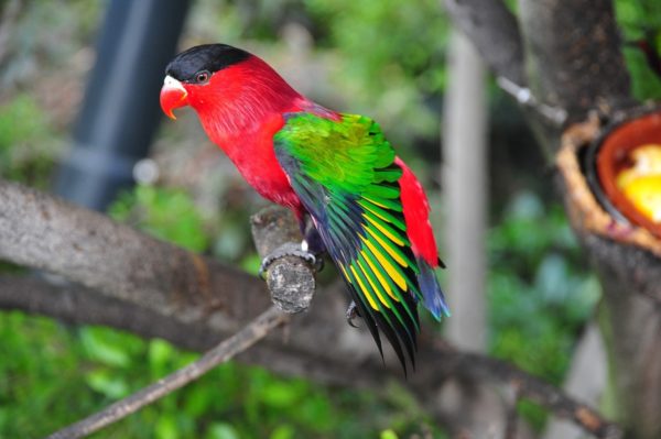International Day of the Tropics - Image 1