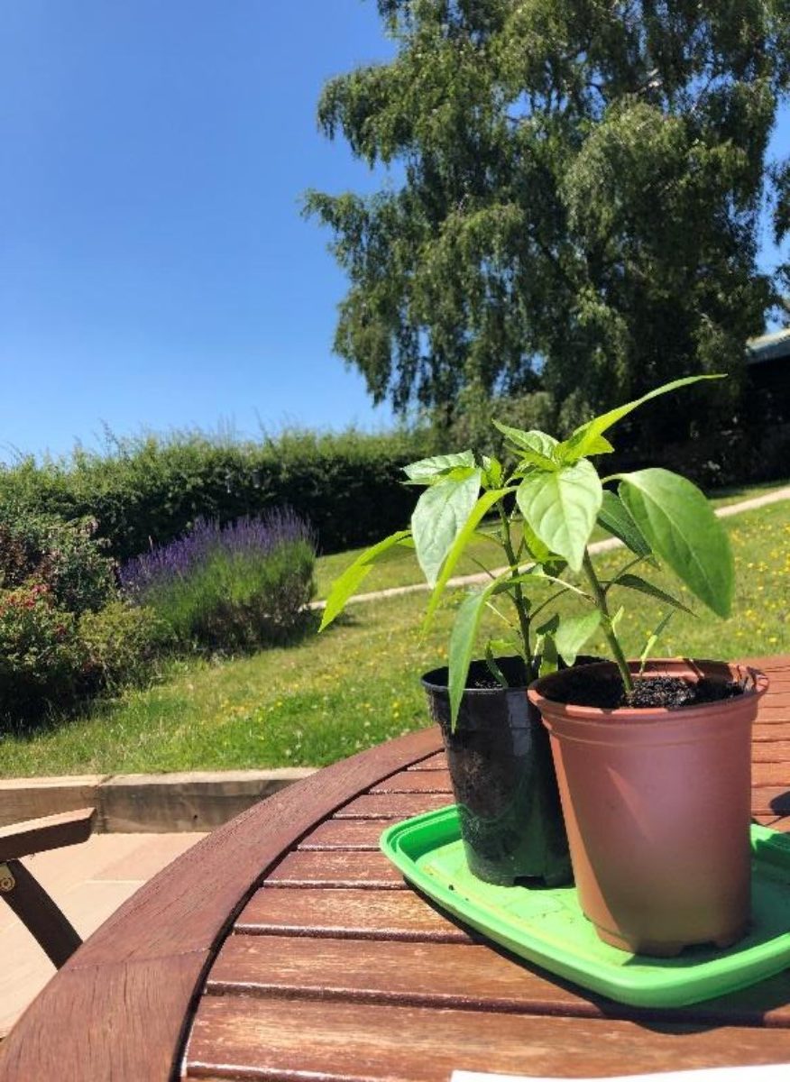 Two plants on a table, outdoors