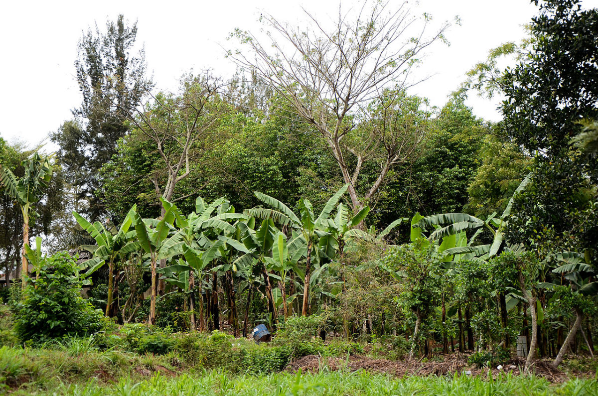 An example of Agroforestry