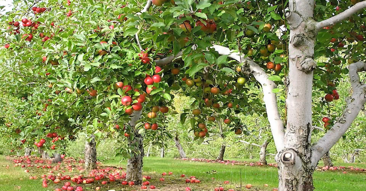 A British Apple Orchard