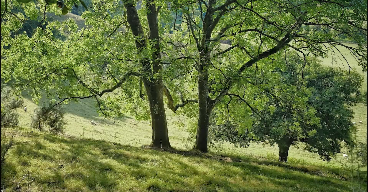 Ash trees on a hillside
