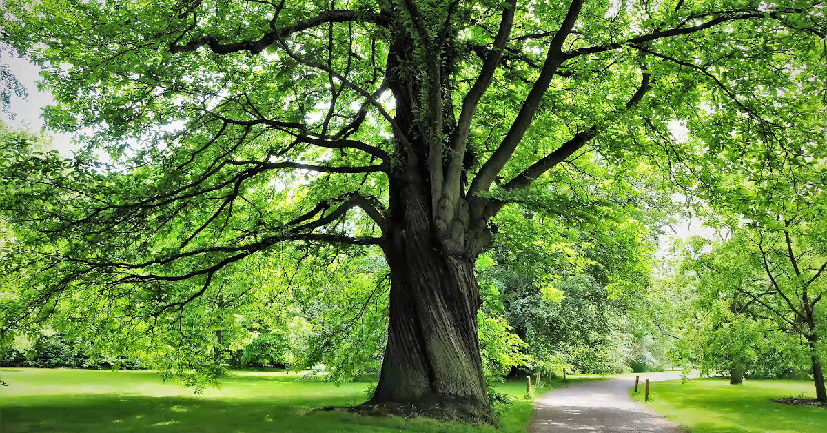 Great British Trees - The Chestnut