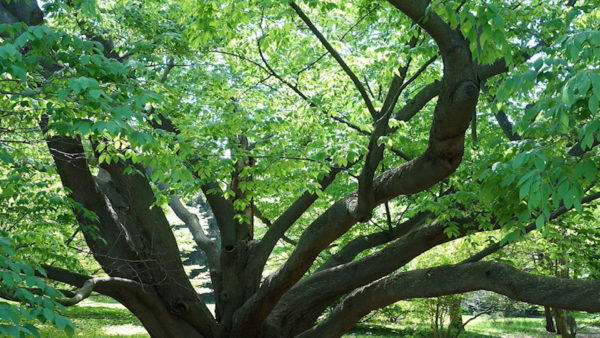 An ancient Beech Tree