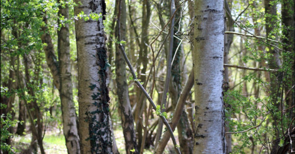 Silver Birch Trees