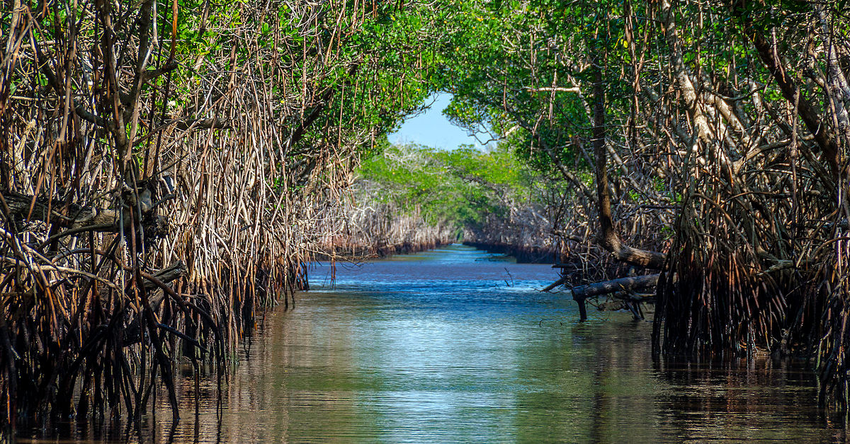 A mangrove forest