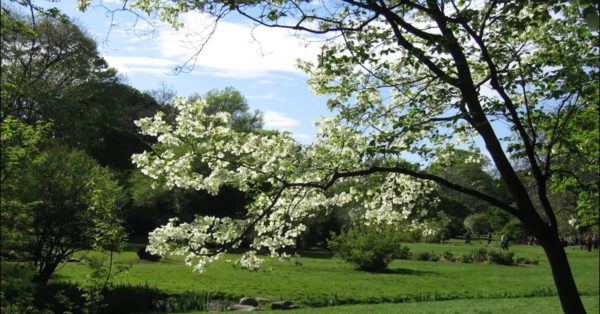 Great British Trees - The Dogwood