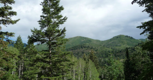 Great British Trees - The Douglas Fir