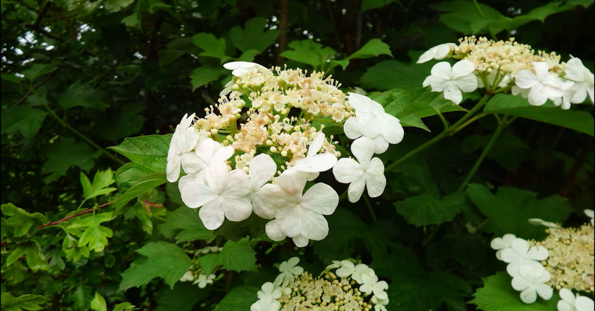 Great British Trees - The Guelder Rose