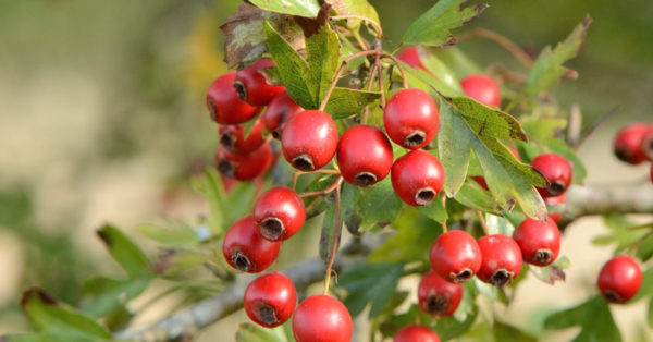 Great British Trees - The Hawthorn