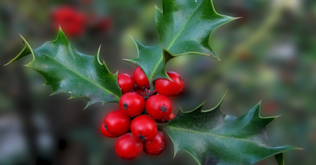 Great British Trees - The Holly