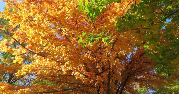 Great British Trees - The Maple