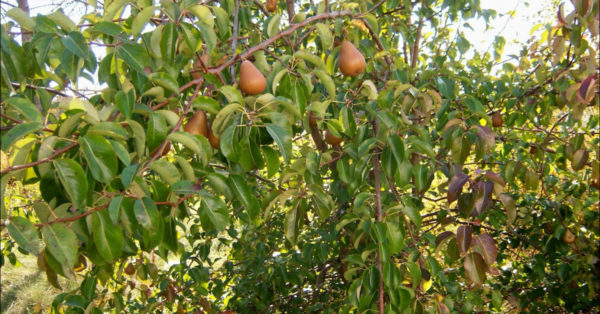 Great British Trees - The Pear