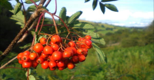 Great British Trees - The Rowan