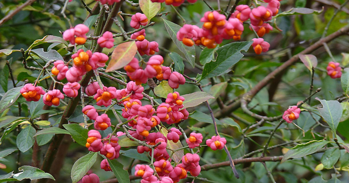 Great British Trees - The Spindle