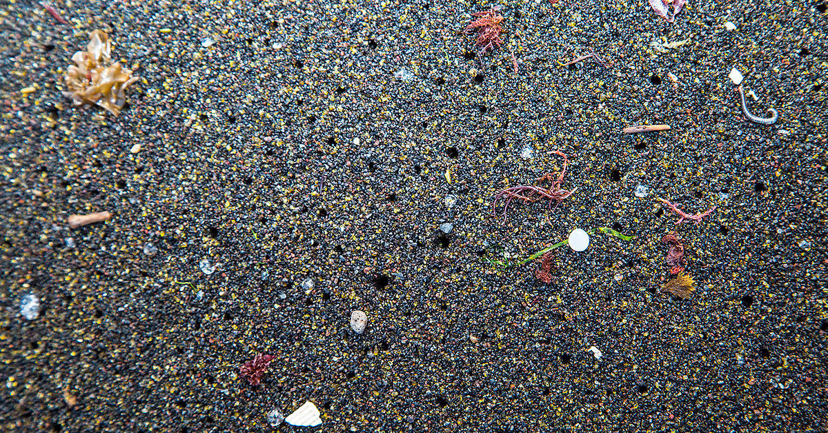 Microplastics on the seabed in the Azores Raceforwater, CC BY-SA 4.0, via Wikimedia Commons