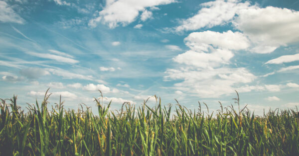 Blue sky with cirrus clouds over a wheat field