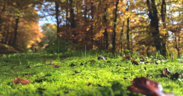 Green moss in a yellow Autumn forest