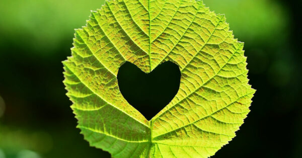 Leaf Heart by CongerDesign on Pixabay