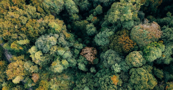 Aerial view of a forest