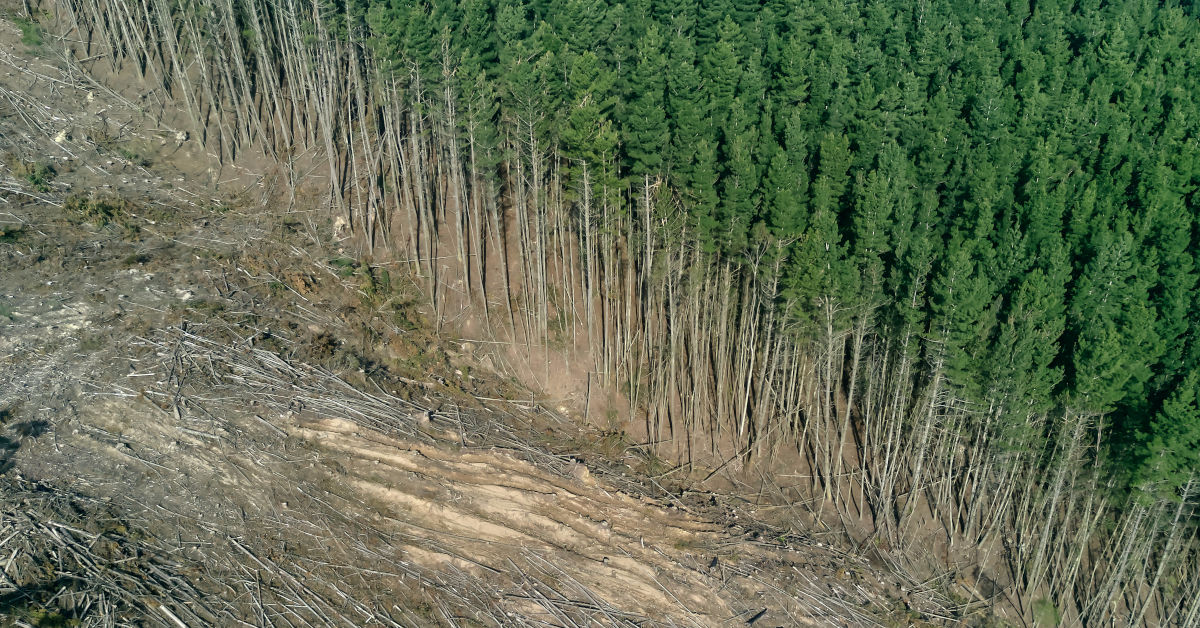 Devastated forest