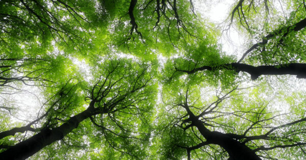 Looking up to the sky through trees by Ed van duijn on Unsplash
