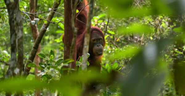 Orang utan in the jungle by Jorge Franganillo on Unsplash
