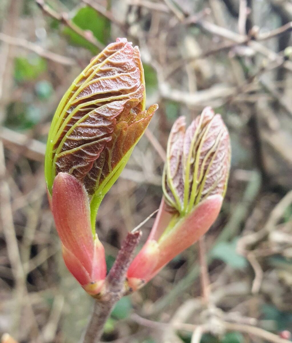 buds waiting to burst open