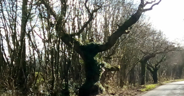 The Dancing Man Oak Tree - Image by Izzy Robertson