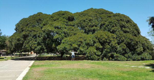 Simon West standing by an enormous tree in an Italian garden