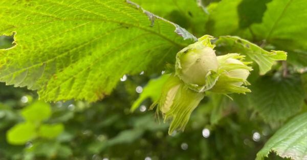 A cluster of hazelnuts - Image by Karen Cannard