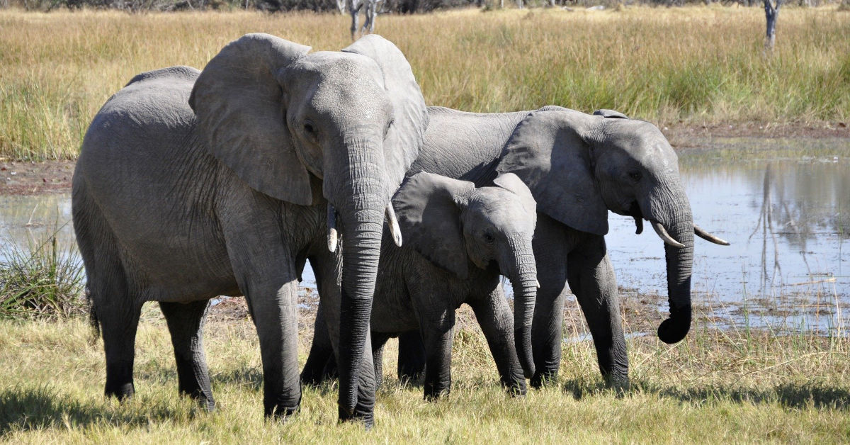 Three elephants in Kenya by katja from Pixabay