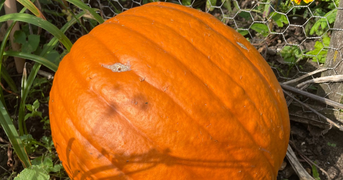 Allotment grown pumpkin