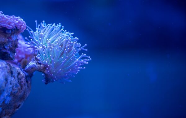 Coral by ekamelev on Pixabay