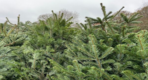 Row of Christmas trees