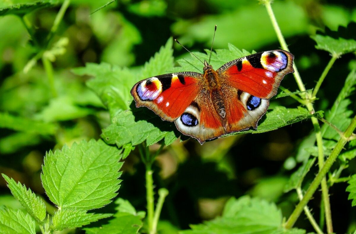 Peacock butterfly by Ilona F on Pixabay