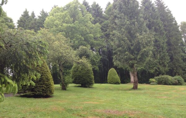 Trees of Treharris Park by Karen Cannard