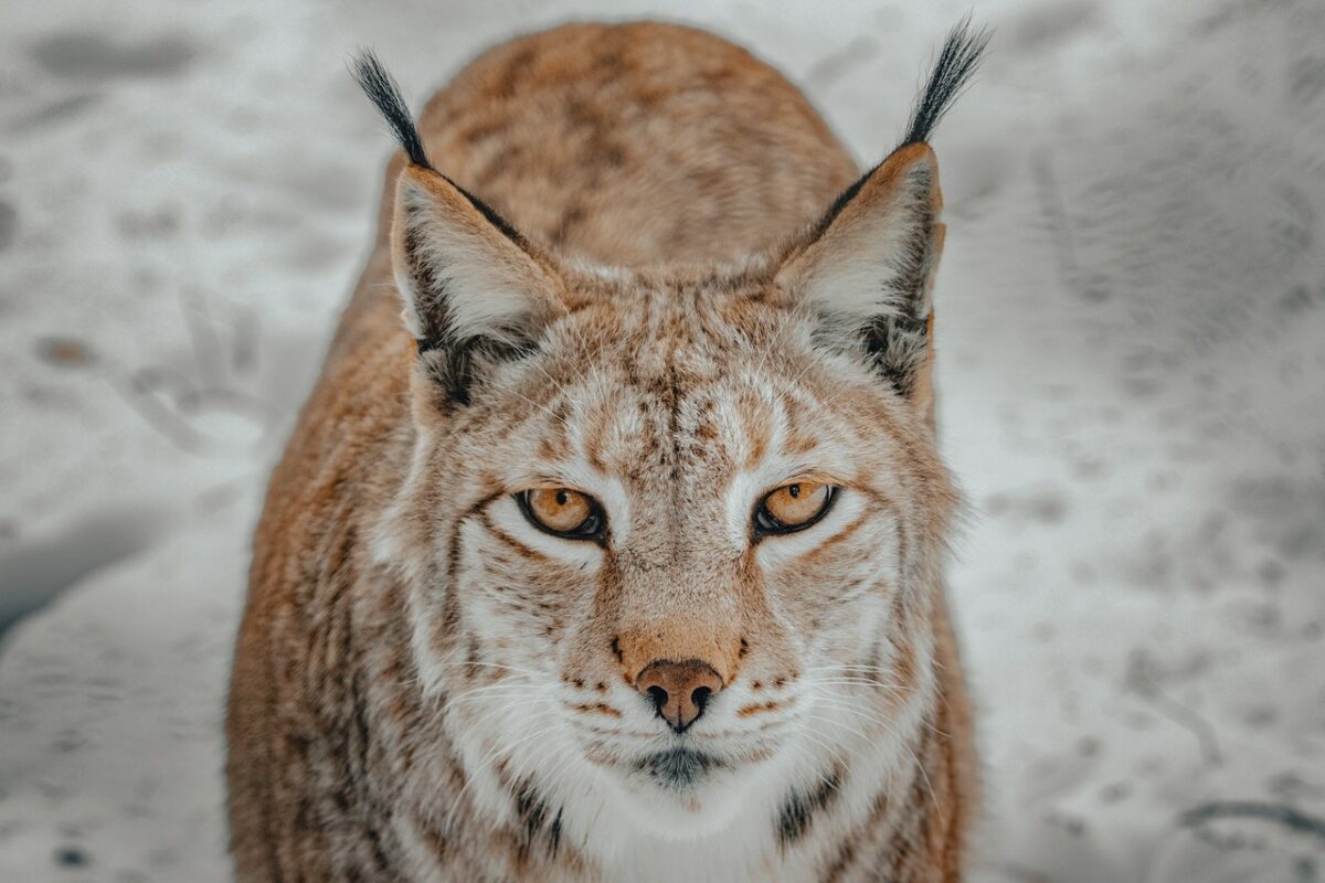 Eurasian Lynx by David Selbert on Pexels
