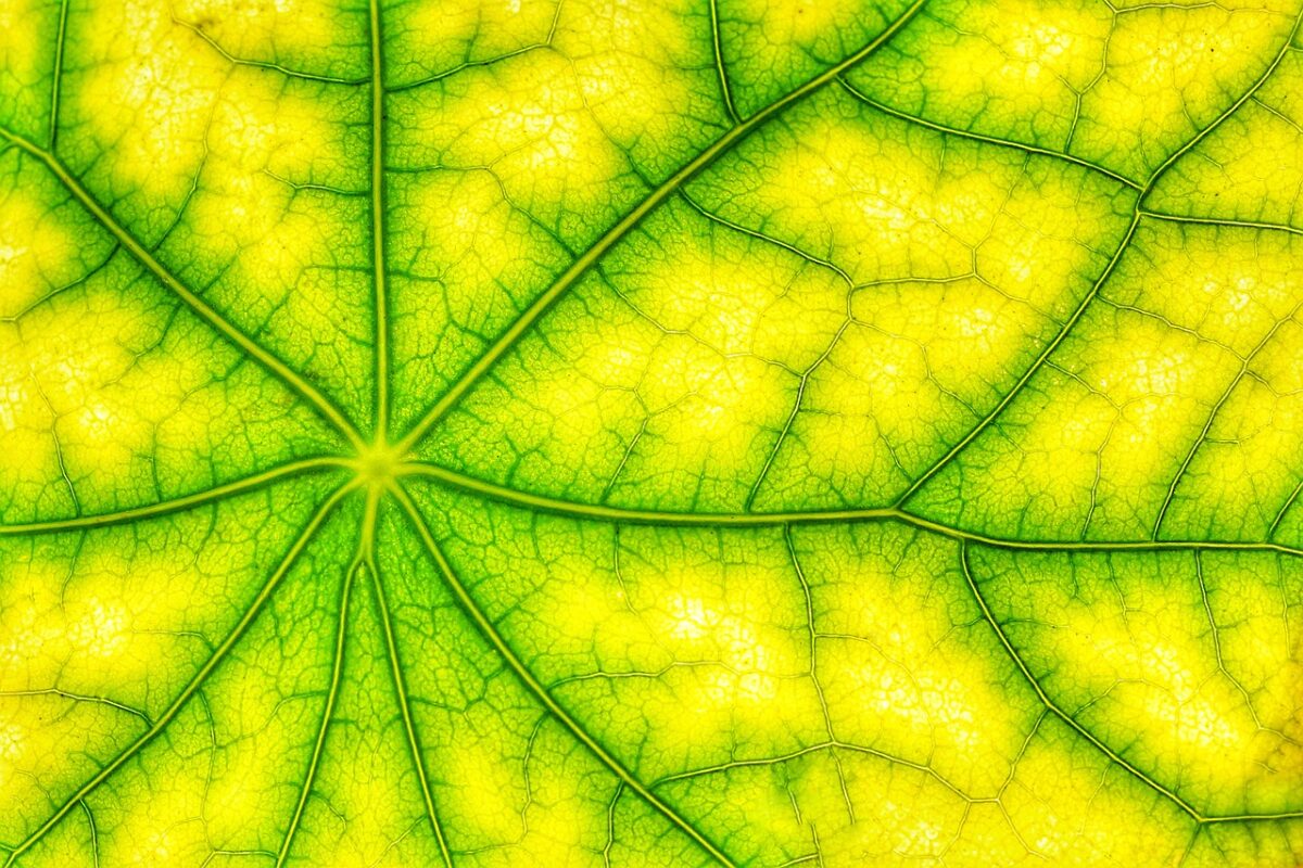 Leaf detail by AStoKo on Pixabay