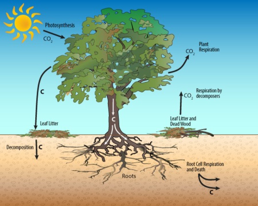 terrestrial carbon cycle 