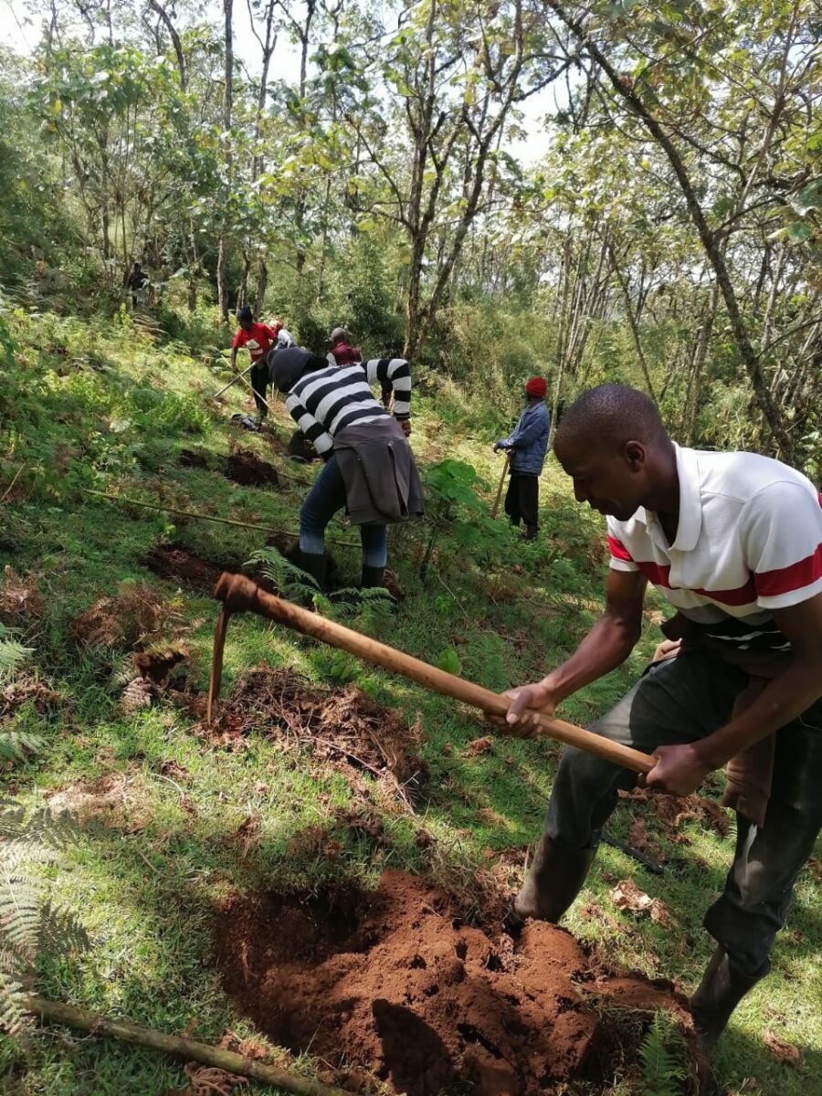 Planting trees in the Aberdares forest
