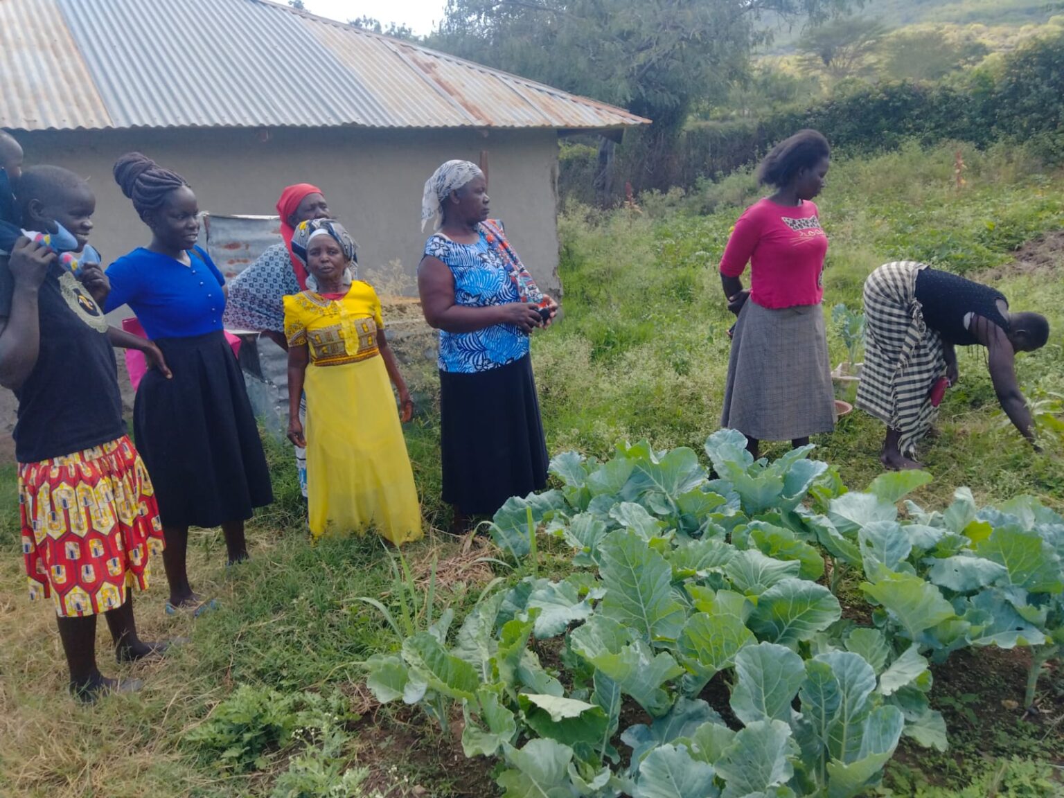 Kitchen Gardens On Rusinga Island - Word Forest