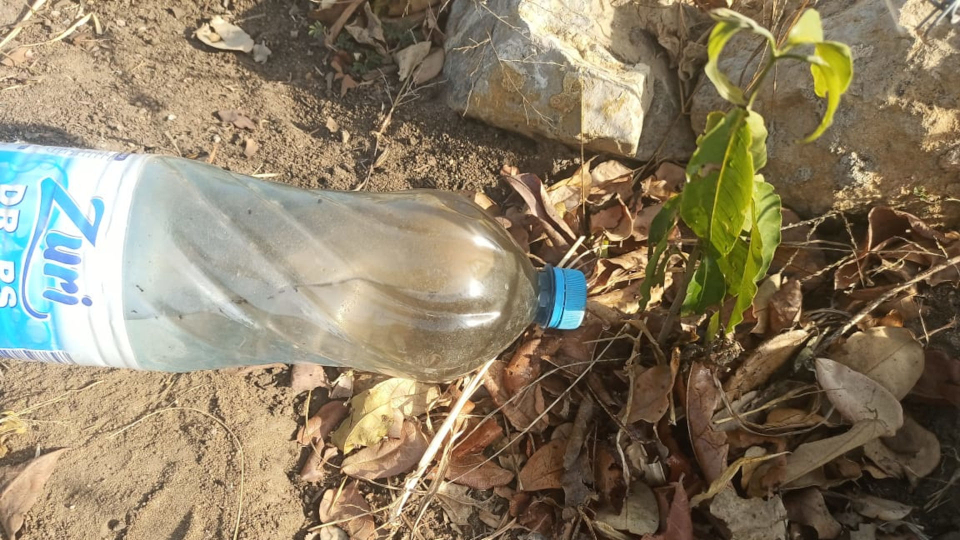 A recycled water bottle drip feeding a plant